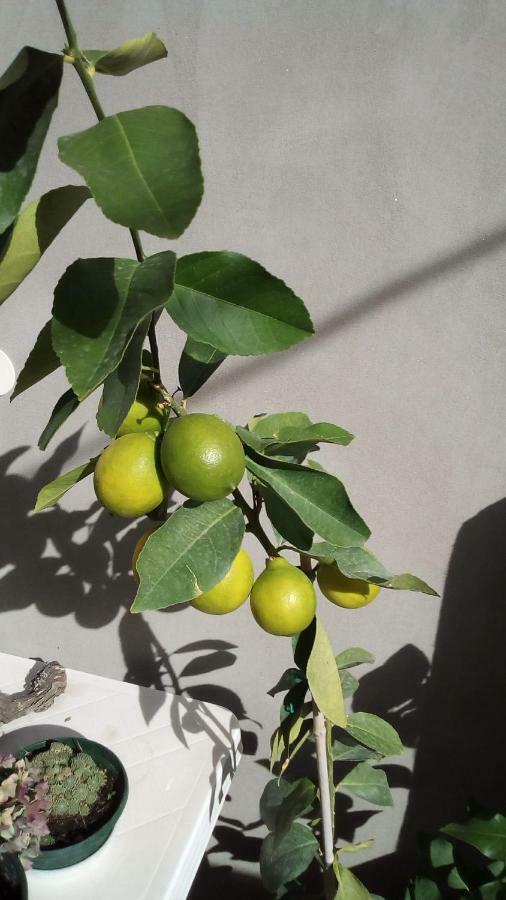 Apartment Sibenik Mandalina エクステリア 写真